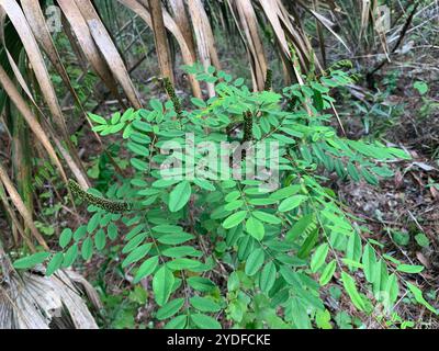 Falscher Indigostrauch (Amorpha fruticosa) Stockfoto