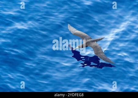 Nahaufnahme eines braunen Booby-Vogels, der sehr tief über einem blauen Ozean im philippinischen Meer vor der Küste japans fliegt Stockfoto