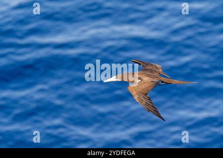 Nahaufnahme eines braunen Booby-Vogels, der tief über einem blauen Ozean im philippinischen Meer vor der Küste japans fliegt Stockfoto