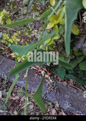 Doppelblume Passionsblume (Passiflora biflora) Stockfoto