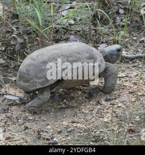 Spekes Scharnierschildkröte (Kinixys spekii) Stockfoto