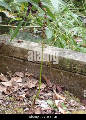 Zwiebeln-Orchideen (Microtis unifolia) Stockfoto