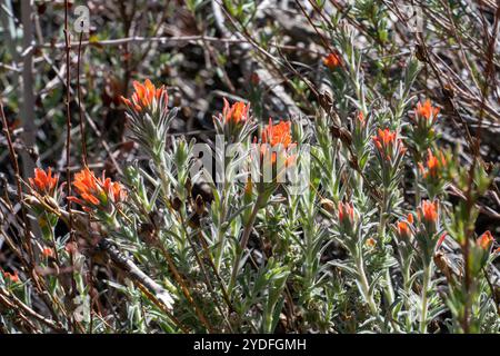 Indischer Wollpinsel (Castilleja foliolosa) Stockfoto