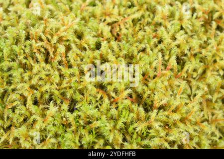 Großaufnahme von Lanky Moss Rhytidiadelphus loreus Stockfoto