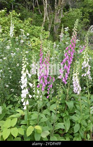 Digitalis purpurea weiße und rosa Blüten in einem Wildblumenfeld Stockfoto