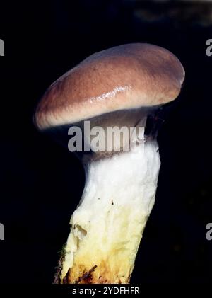 Speisepilz-Schleimkappe Gomphidius glutinosus Stockfoto
