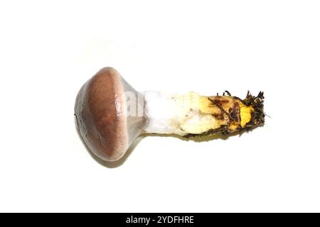 Speisepilz schleimige Stachelmütze Gomphidius glutinosus auf weißem Hintergrund Stockfoto