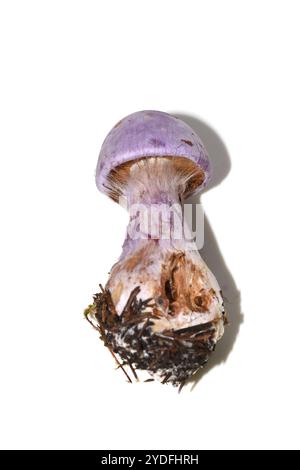 Nahaufnahme der gasförmigen Netzkappe Cortinarius traganus mit Schleier Stockfoto