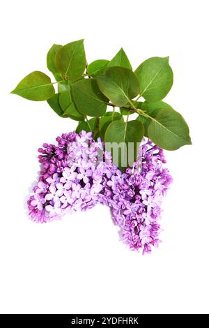 Lila gewöhnliche Fliederblüten auf weißem Hintergrund Stockfoto