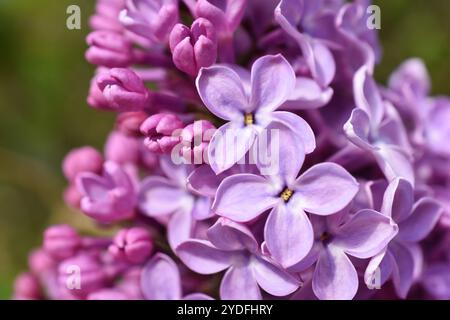Lila gewöhnliche Fliederblüten in der Nahaufnahme Stockfoto