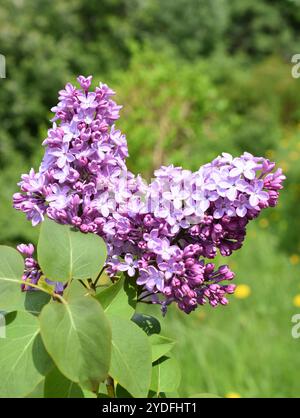 Lila gewöhnliche Fliederblüten in der Nahaufnahme Stockfoto