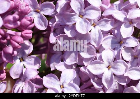 Lila gewöhnliche Fliederblüten in der Nahaufnahme Stockfoto