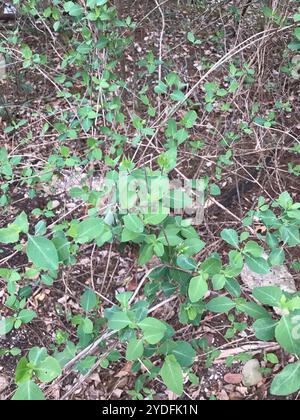 westliches weißes Geißblatt (Lonicera albiflora) Stockfoto