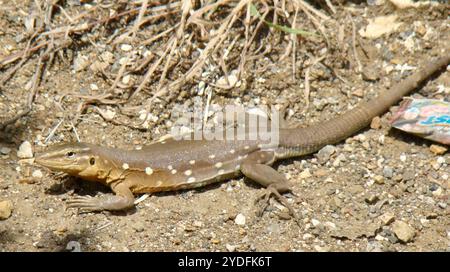 Laurent's Whiptail (Cnemidophorus murinus) Stockfoto