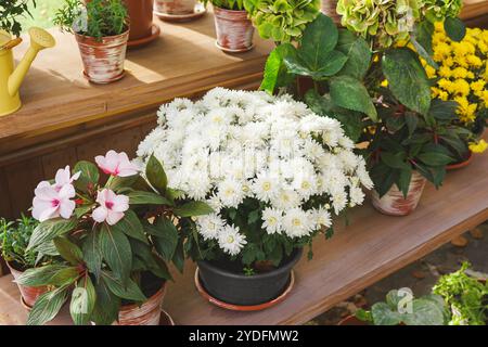 Blühende Blumen sind auf Holzregalen im Gewächshaus angeordnet und zeigen eine Vielzahl von Pflanzenarten, weiße Chrysanthemen und rosa Balsam in Blumentöpfen. Stockfoto