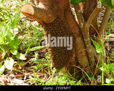 Japanische Honigbiene (APIs cerana japonica) Stockfoto