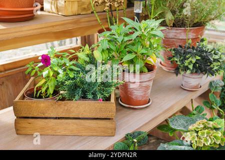 Сollection mit verschiedenen Pflanzen, Kräutern und Blumen in Töpfen, angeordnet auf Holzregalen in einem hellen, sonnendurchfluteten Gewächshaus. Gartenbau, Blumenzucht, Flowe Stockfoto