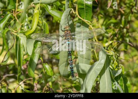 Migrant Hawker Libelle, die auf einem Blatt ruht Stockfoto