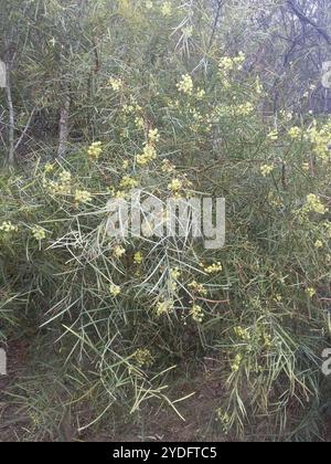 Flinders Range Wattle (Akazie iteaphylla) Stockfoto