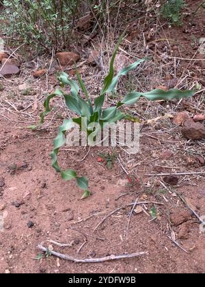 Wellige Seifenpflanze (Chlorogalum pomeridianum) Stockfoto