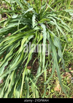 Wellige Seifenpflanze (Chlorogalum pomeridianum) Stockfoto