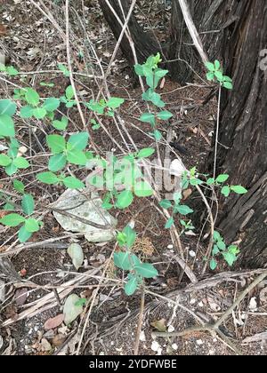 westliches weißes Geißblatt (Lonicera albiflora) Stockfoto