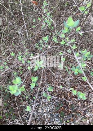 westliches weißes Geißblatt (Lonicera albiflora) Stockfoto