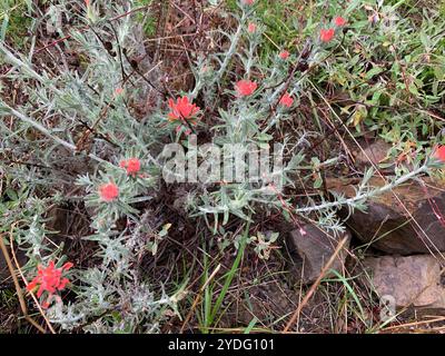 Indischer Wollpinsel (Castilleja foliolosa) Stockfoto