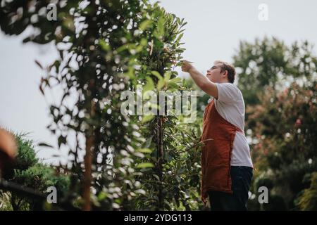 Junger Gärtner mit Down-Syndrom, der zu üppig grünen Pflanzen neigt Stockfoto