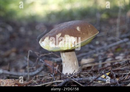 Pilze im Wald mit einem Pilzhut, der von Schnecken zerstört wurde Stockfoto