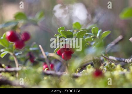 Bündel roter Brombeeren im Wald Stockfoto