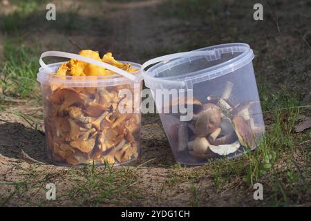 Pilze werden in zwei Kunststoffeimern gesammelt Stockfoto