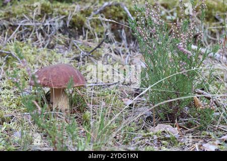 Braune Pilze au im Wald zwischen dem Gras Stockfoto