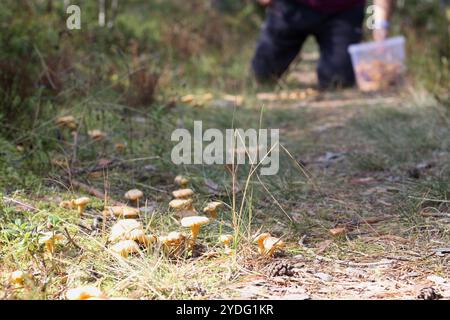 Gelbe Herbstpilze auf dem Boden Stockfoto