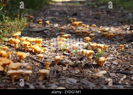 Gelbe Herbstpilze auf dem Boden Stockfoto
