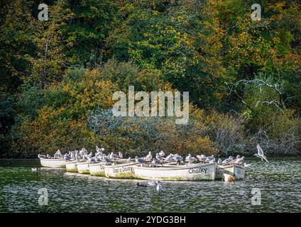 Vögel sitzen auf ungenutzten Booten am Swanbourne Lake, Arundel, West Sussex mit herbstlichem Laub rund um den See. Stockfoto