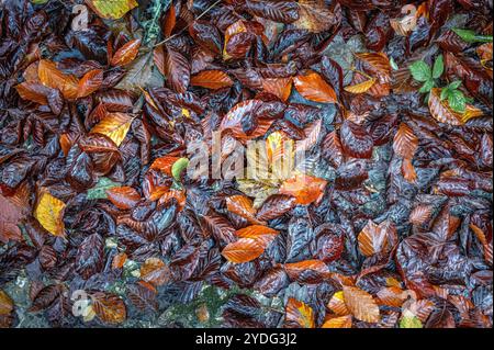 Muster der Herbstblätter, die auf einem nassen Waldboden liegen. Stockfoto