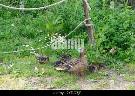 Hever, Großbritannien. Mai 2024. Eine Mutter Mallard Duck und ihre Entlein auf dem See in Hever Castle in Kent. Die Geschichte von Hever Castle erstreckt sich über mehr als 600 Jahre und ist reich und vielfältig. Die ursprüngliche mittelalterliche Wehrburg mit ihrem Torhaus und der ummauerten Vorburg wurde 1383 erbaut. Im 15. Und 16. Jahrhundert war es die Heimat einer der mächtigsten Familien des Landes, der Boleyns, die die bestehende Wohnung innerhalb der Mauern modernisierten. Kredit: Maureen McLean/Alamy Stockfoto