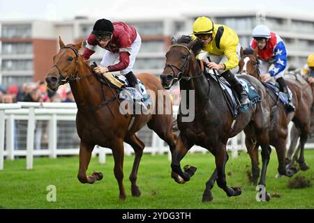 Newbury, Großbritannien, 26.10.2024, Make You Smile Ridden by Harry Davies gewinnt die BetVictor St Simon Stakes 15,45 auf der Newbury Racecourse, Newbury Picture von Paul Blake/Alamy Sports News Stockfoto