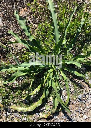 Wellige Seifenpflanze (Chlorogalum pomeridianum) Stockfoto