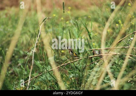 Europäischer Goldfink (Carduelis carduelis). Jungvögel in der Natur auf Zweigen. Stockfoto