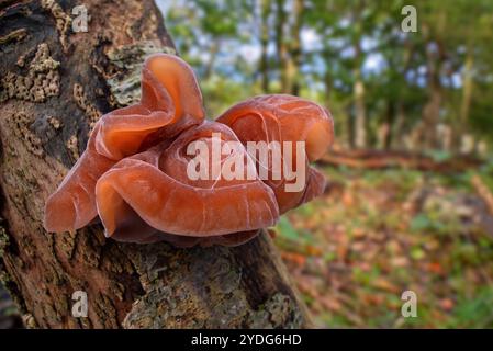 Holzohr / Gelee Ohrpilz / Judenohr (Auricularia auricula-judae / Tremella auricula) Fruchtkörper auf Baumstumpf im Herbst / Herbst Stockfoto