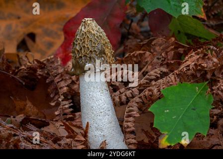 Stinkhornpilz (Phallus impudicus) im Laubwald im Herbst/Herbst Stockfoto