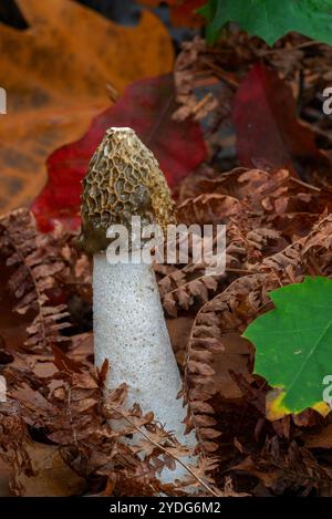 Stinkhornpilz (Phallus impudicus) im Laubwald im Herbst/Herbst Stockfoto