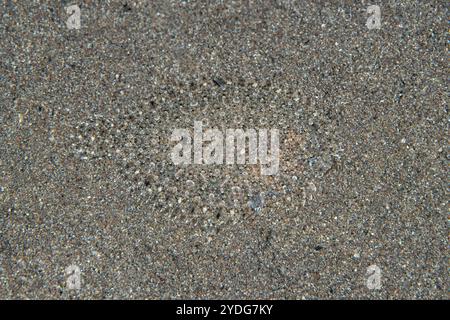 Ein Leopardenflunder, Bothus pantherinus, findet sich auf einem schwarzen Sandhang auf den Kleinen Sunda-Inseln Indonesiens. Plattfische kommen in sandigen Lebensräumen häufig vor. Stockfoto