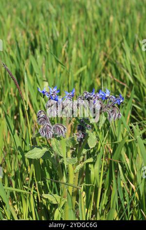 Borretschpflanze, die in Getreide angebaut wird, auf der Perry Court Farm, Wye, Ashford, Kent, England Stockfoto