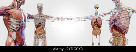 Menschliche Anatomie, innere Organe und Knochen, Atmung und Verdauung und nervöse Venenzirkulation, Gallenblase, Magen-Darm-Darm-Darm-Darm und Stoma Stockfoto