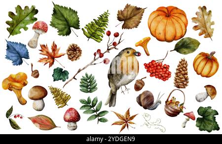 Pilze, Blätter, Kiefernzapfen, Eichel, Vogel, Kürbis, Pfifferling, Farn, Fliegenpilz und andere Elemente. Handgezeichnetes Aquarell. Isoliertes Herbstillustrat Stockfoto