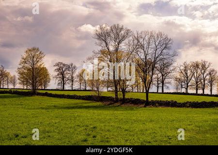 Eine große Weide in Hardwick, Massachusetts Stockfoto