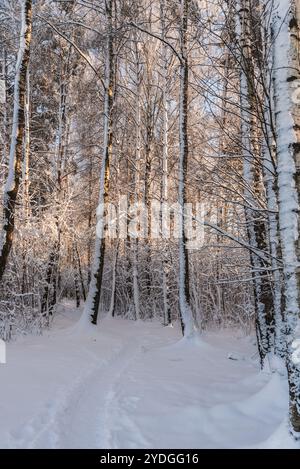 Wanderweg bedeckt mit Schnee im Wald an sonnigen Wintertagen Stockfoto